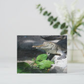 zoetwaterkrokodil briefkaart (Staand voorkant)
