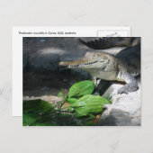 zoetwaterkrokodil briefkaart (Voorkant / Achterkant)