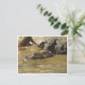 Zoetwaterkrokodil briefkaart (Staand voorkant)