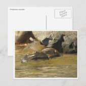 Zoetwaterkrokodil briefkaart (Voorkant / Achterkant)