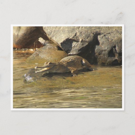 Zoetwaterkrokodil briefkaart (Voorkant)