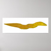 zoetwatermurene poster (Voorkant)