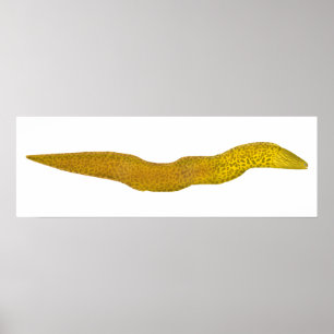 zoetwatermurene poster