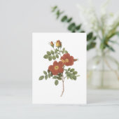 zoetwaterrijk roos (Rosa eglanteria) van Redouté Briefkaart (Staand voorkant)