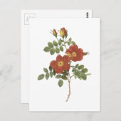 zoetwaterrijk roos (Rosa eglanteria) van Redouté Briefkaart (Voorkant / Achterkant)