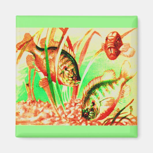 zoetwatersonnenvis magneet (Voorkant)