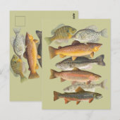 Zoetwatervis  illustraties briefkaart (Voorkant / Achterkant)