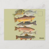 Zoetwatervis  illustraties briefkaart (Achterkant)