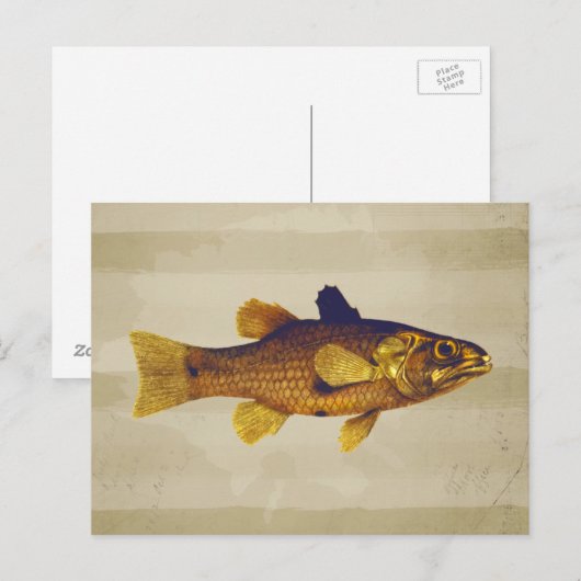  zoetwatervis Ilustratie Briefkaart (Voorkant / Achterkant)