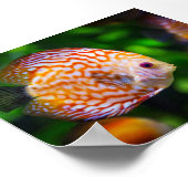 zoetwatervis poster (Hoek)