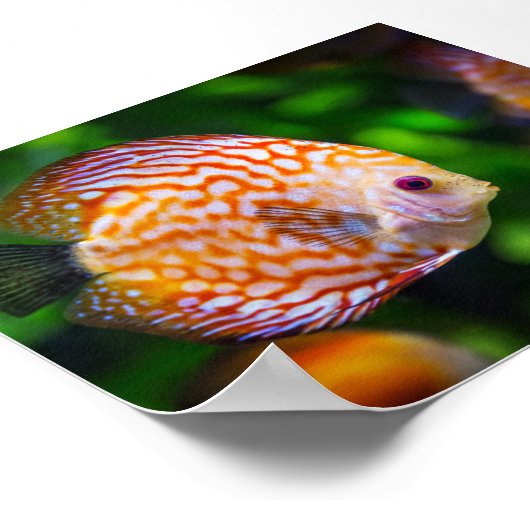 zoetwatervis poster (Hoek)