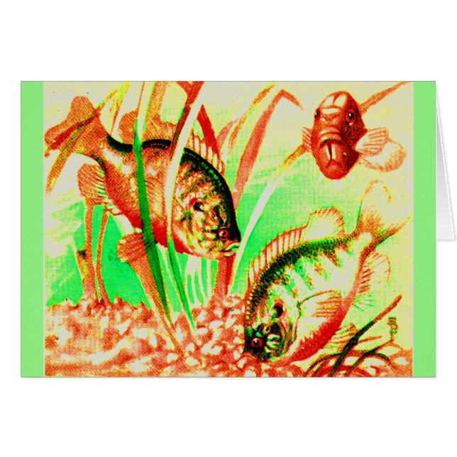 zoetwaterzonnevis (Voorkant Horizontaal)