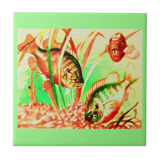 zoetwaterzonnevis tegeltje (Voorkant)