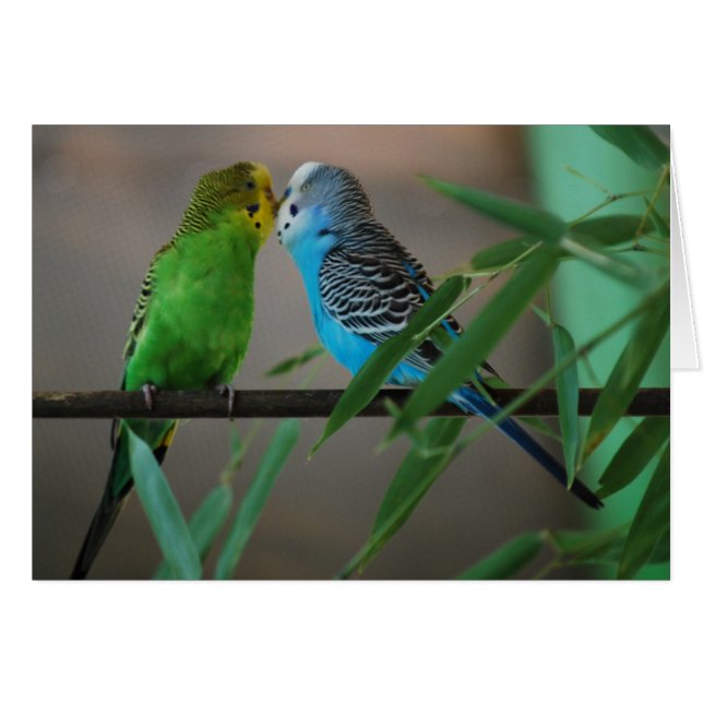zogende parakeëten (Voorkant Horizontaal)