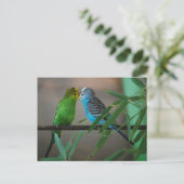 zogende parakeëten briefkaart (Staand voorkant)