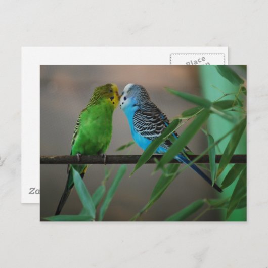 zogende parakeëten briefkaart (Voorkant / Achterkant)