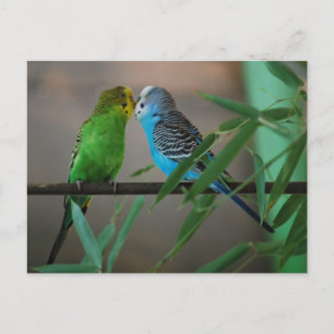 zogende parakeëten briefkaart