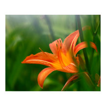 Zomdag afdrukken, voordelig Poster papier (steen)