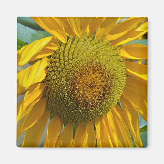 Zomende zonnebloemen magneet (Voorkant)