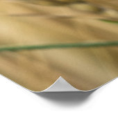 Zomenweiland met blauwe maïskolven poster (Hoek)