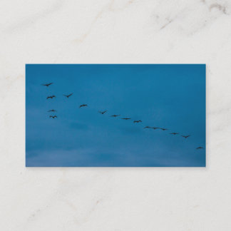 Zomer 2019 Seagulls op zoek naar voedsel Visitekaartje