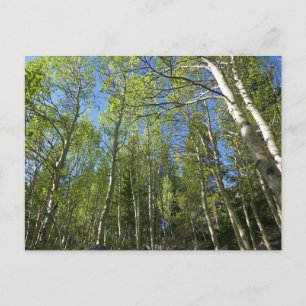 Zomer Berkebomen bij Rocky Mountain Briefkaart