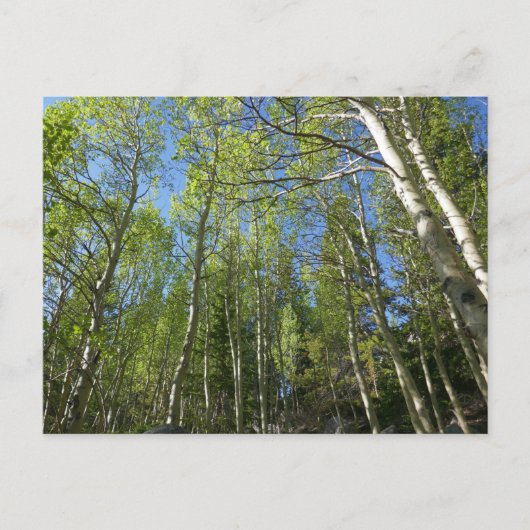 Zomer Berkebomen bij Rocky Mountain Briefkaart (Voorkant)