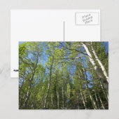 Zomer Berkebomen bij Rocky Mountain Briefkaart (Voorkant / Achterkant)