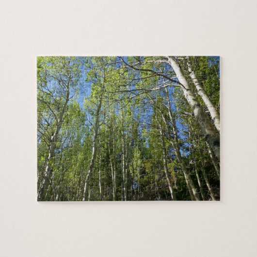 Zomer Berkebomen bij Rocky Mountain Legpuzzel (Horizontaal)