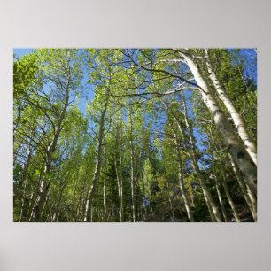 Zomer Berkebomen bij Rocky Mountain Poster