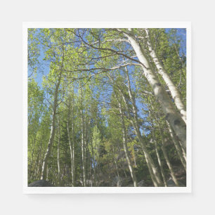 Zomer Berkebomen bij Rocky Mountain Servet