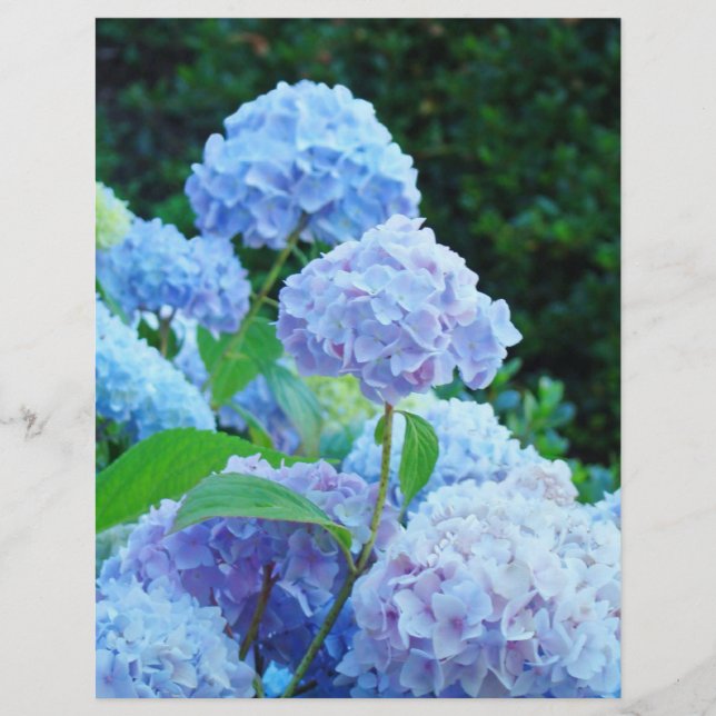 Zomer Blauwe Hortensia Bloem ScrapBook papier (Voorkant)