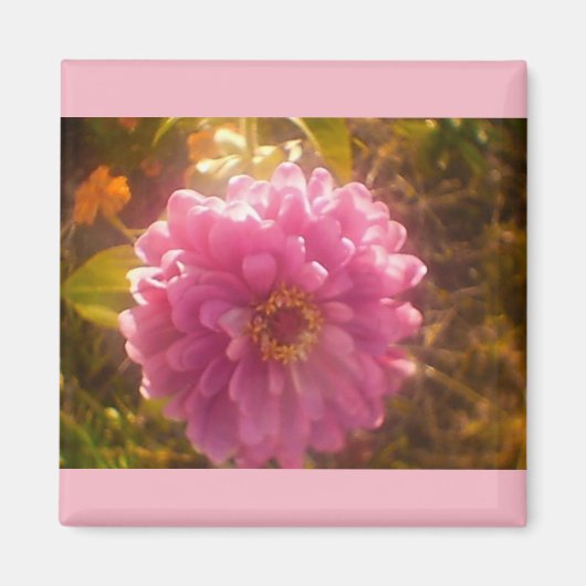 Zomer Bloem Anjer Magneet (Voorkant)