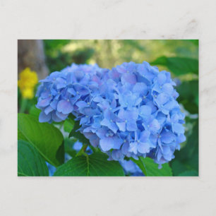 Zomer bloementuin ansichtkaart Blauwe Hortensia Briefkaart