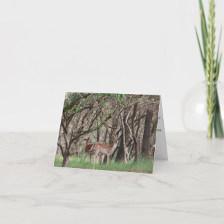 Zomer Bos Fawns Foto Baby Shower Bedankt