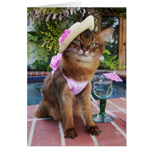 Zomer Dagen met zomer kat (Voorkant)