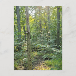 Zomer Forrest Trail Fotopostkaart Feestdagenkaart