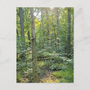 Zomer Forrest Trail Fotopostkaart Feestdagenkaart