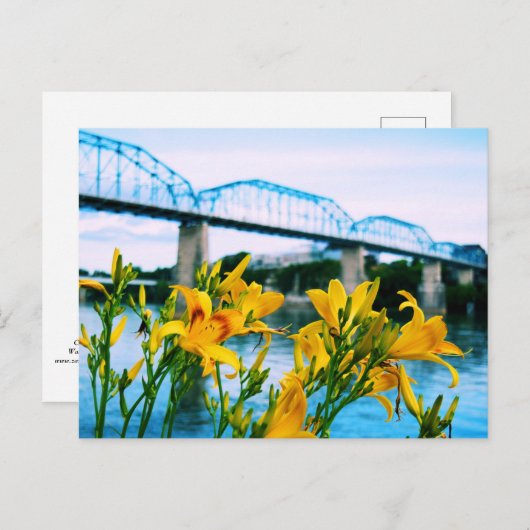 Zomer in Chattanooga, TN - Walnut Street Bridge Briefkaart (Voorkant / Achterkant)