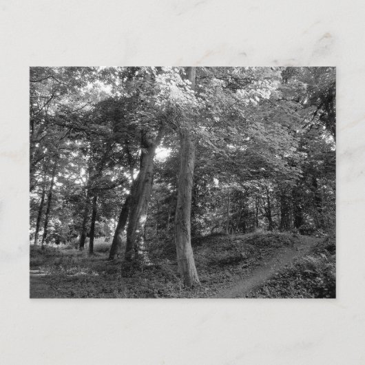 Zomer in de Bossen Briefkaart (Voorkant)