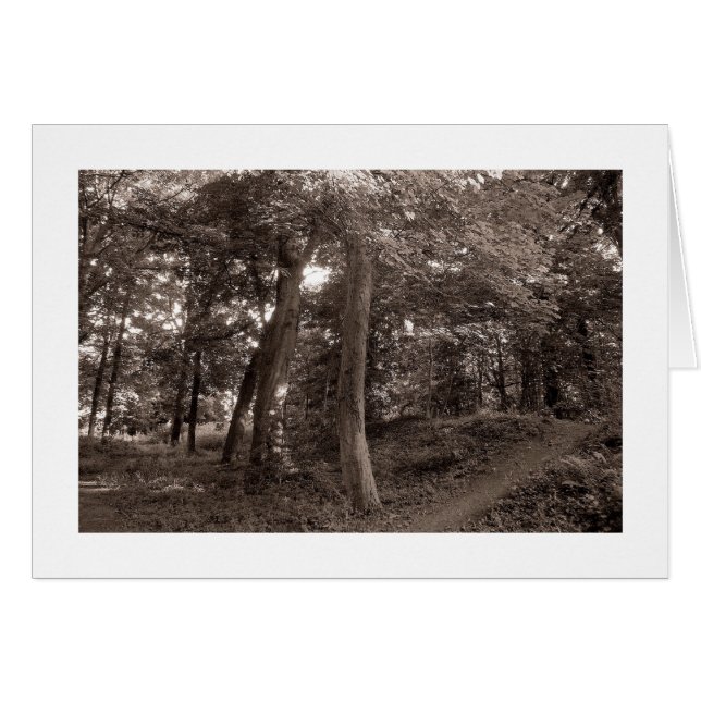 Zomer in de Bossen - Warm Toned (Voorkant Horizontaal)