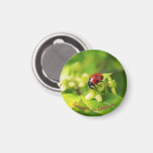 Zomer in de tuin, lieveheersbeestje magneet (Voorkant / Achterkant)