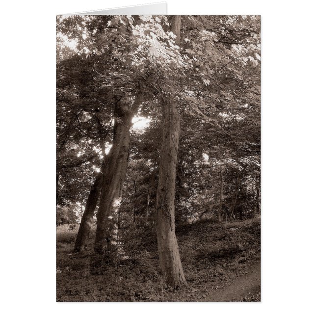 Zomer in het bos - Warm getint (Voorkant)