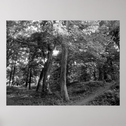 Zomer in het hout poster (Voorkant)