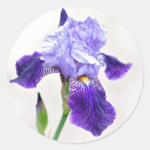 Zomer Iris Envelope Seal Ronde Sticker