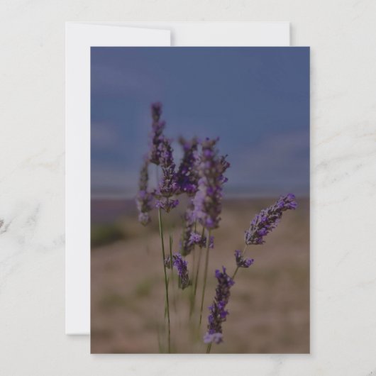 Zomer Lavendel Floral Elegant Boho Bruiloft Save The Date (Achterkant)