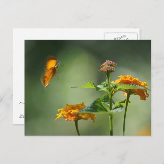 Zomer licht briefkaart (Voorkant / Achterkant)