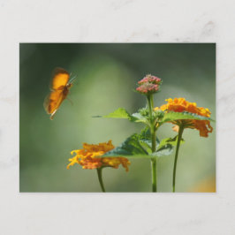 Zomer licht briefkaart