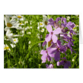 Zomer Lila en Daisies (Voorkant Horizontaal)