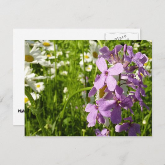 Zomer Lila en Daisies Briefkaart (Voorkant / Achterkant)